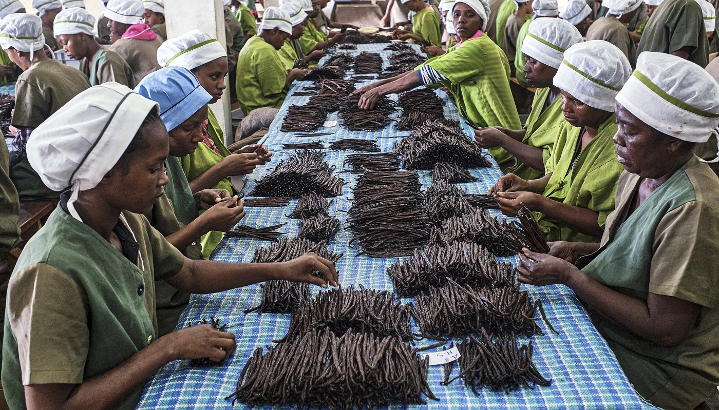 Calibrage des gousses de vanille dans une usine à Antalaha, dans le nord de Madagascar, en 2023.
