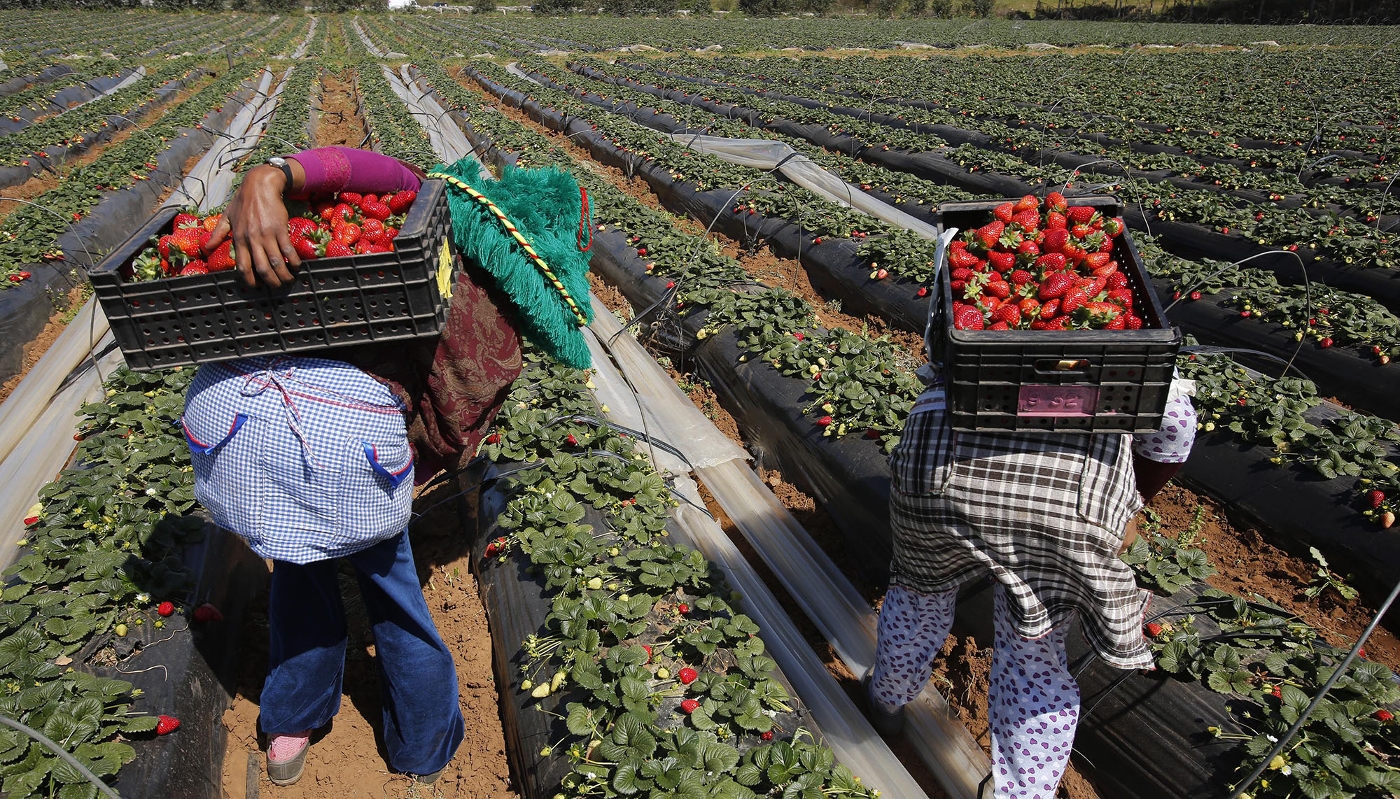Récolte de fraises pour l'exportation à Moulay Bousselham, dans la province de Kénitra, 2014.