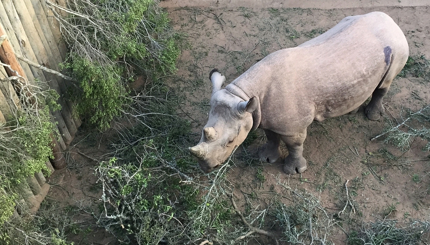 Un des six rhinocéros avant son transfert au le parc de Zakouma (Tchad), ici à Addo en Afrique du Sud, le 2 mai 2018.