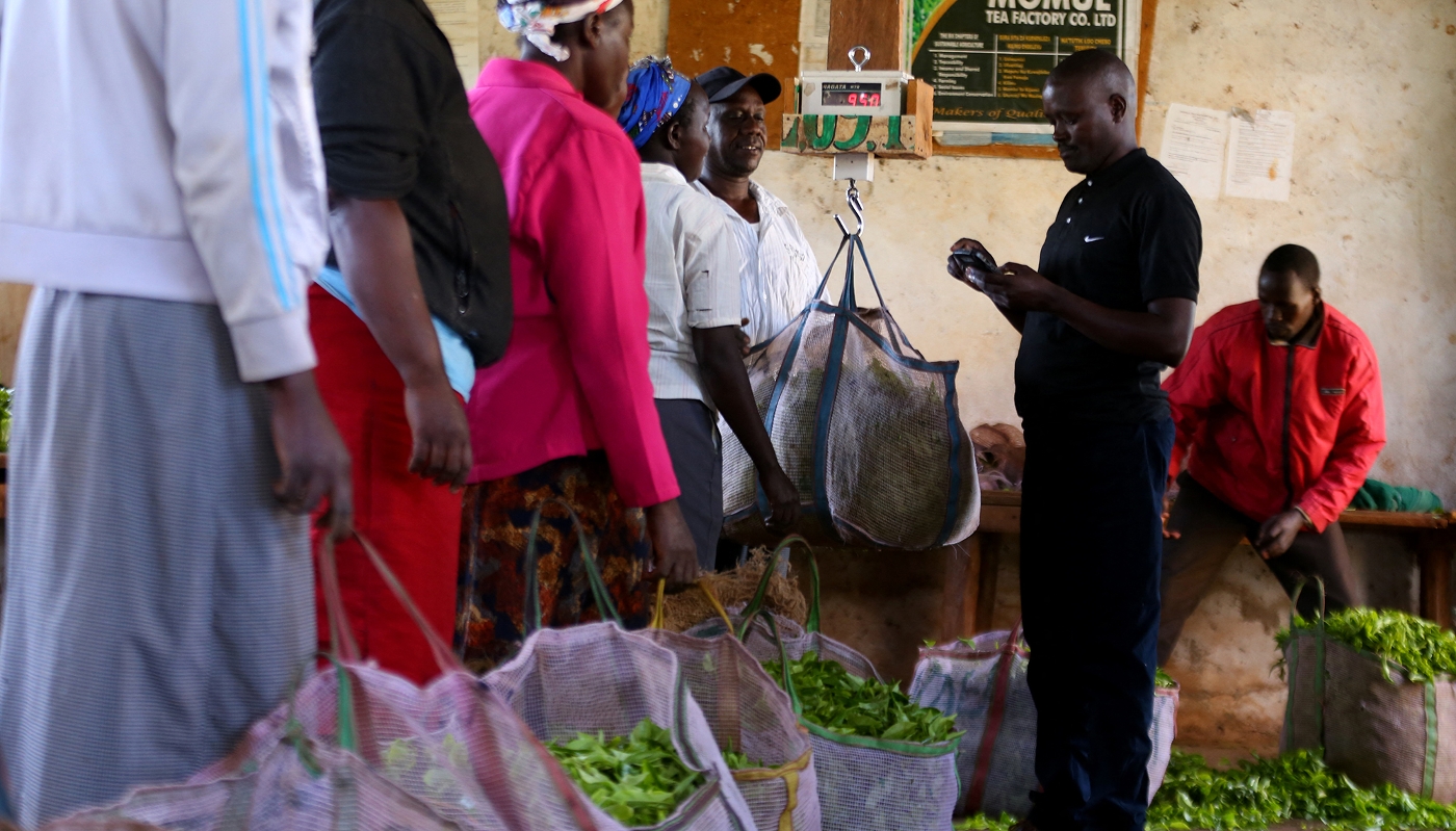 Des agriculteurs kényans trient les feuilles de thé récoltées dans une plantation de Kericho, au Kenya, le 19 août 2021.
