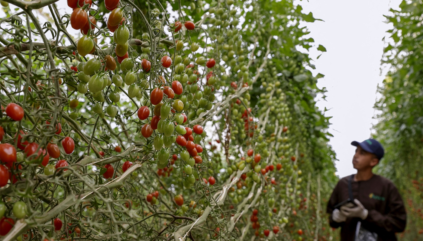 Un ouvrier agricole récolte des tomates près d'Agadir, au Maroc, le 13 mai 2025.