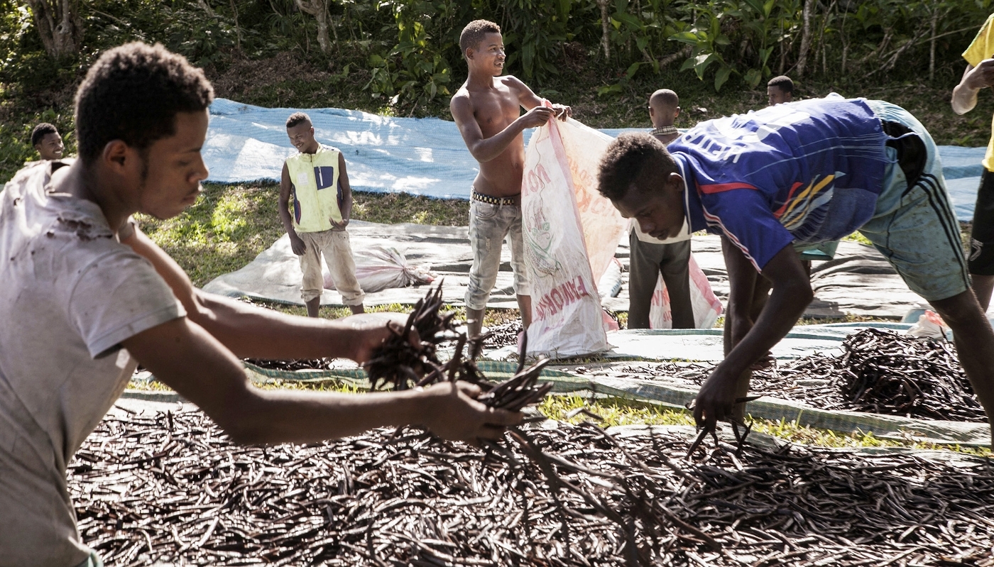 Séchage des gousses de vanille à Bemalamatra, dans le nord de Madagascar, en 2016.