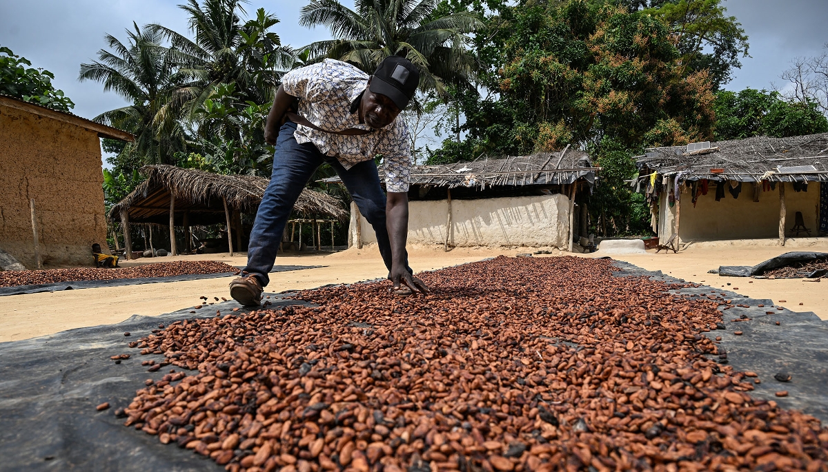 Un producteur de cacao fait sécher ses fèves au soleil à Betykro, dans l'ouest de la Côte d'Ivoire, le 16 janvier 2026.