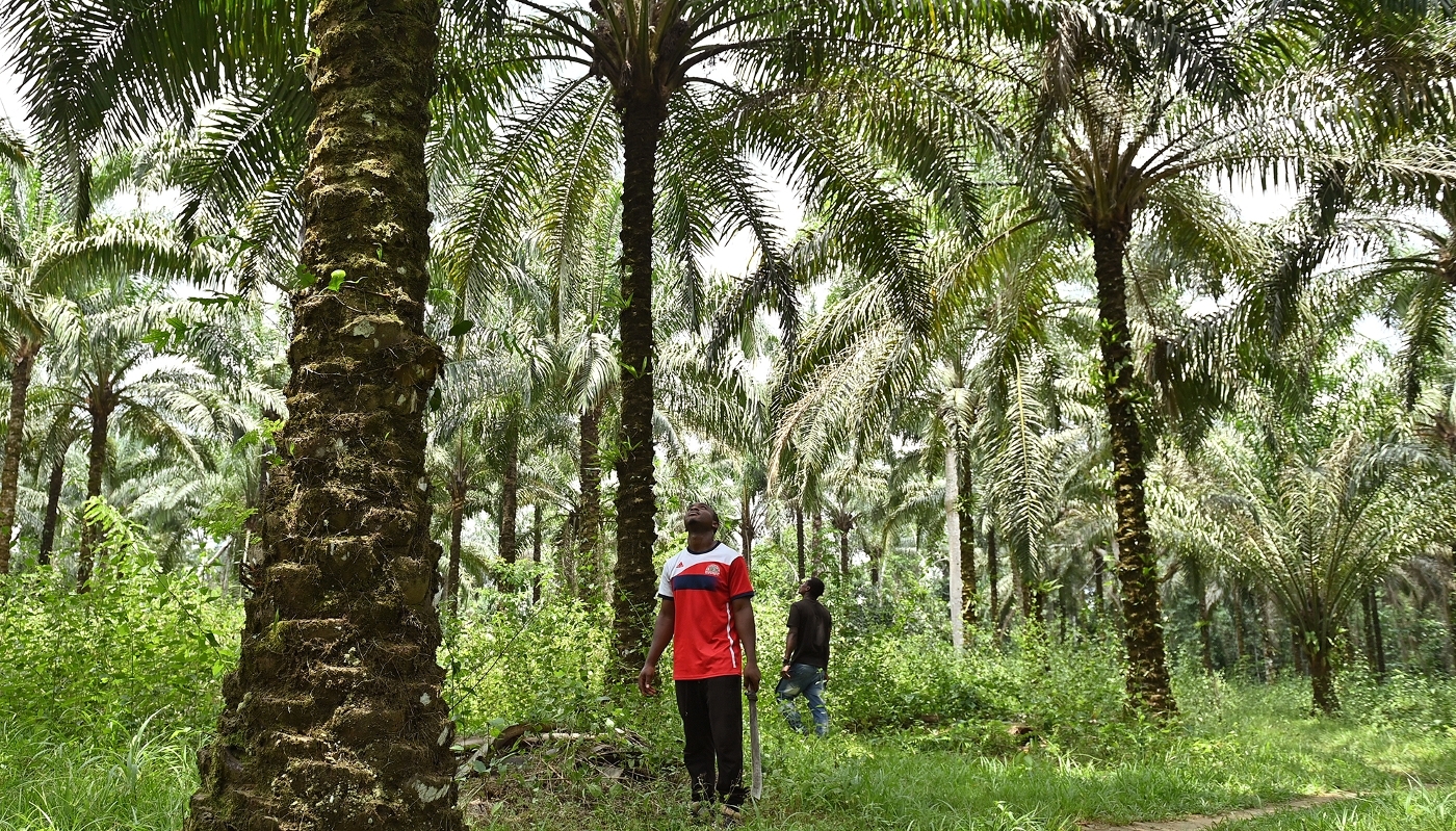 Palmiers à huile dans le village de Malombo, au Cameroun, en mars 2026.
