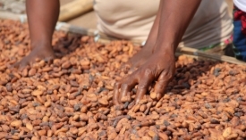 Cacao : le cartel ouest-africain contre les traders