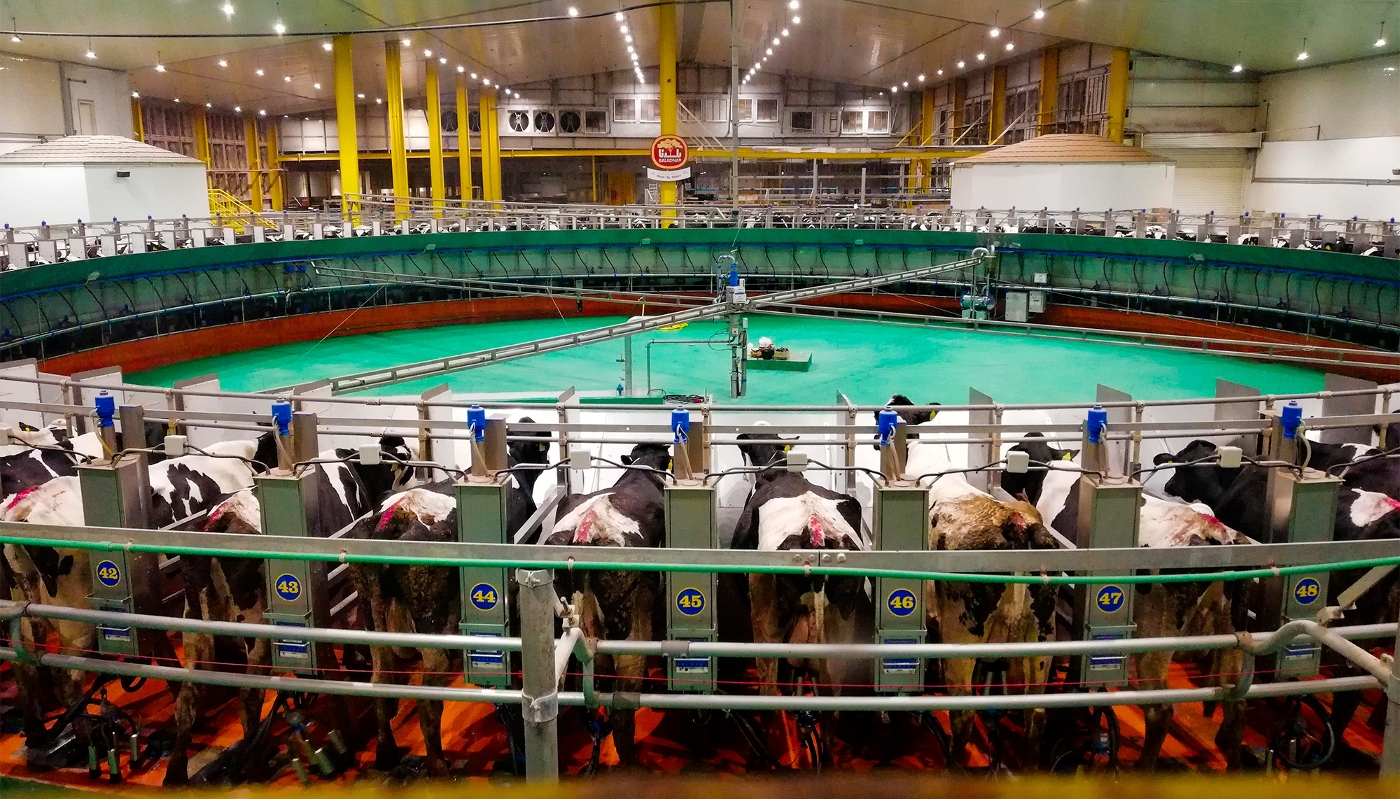 La ferme du groupe Baladna au Qatar,  à Al Khor, en 2019.