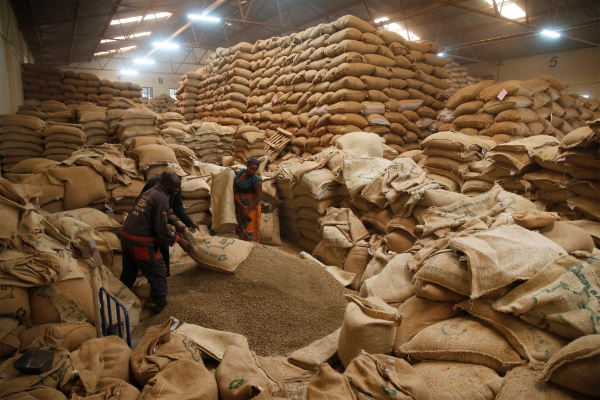 Des employés d'un entrepôt, près de Nyeri.