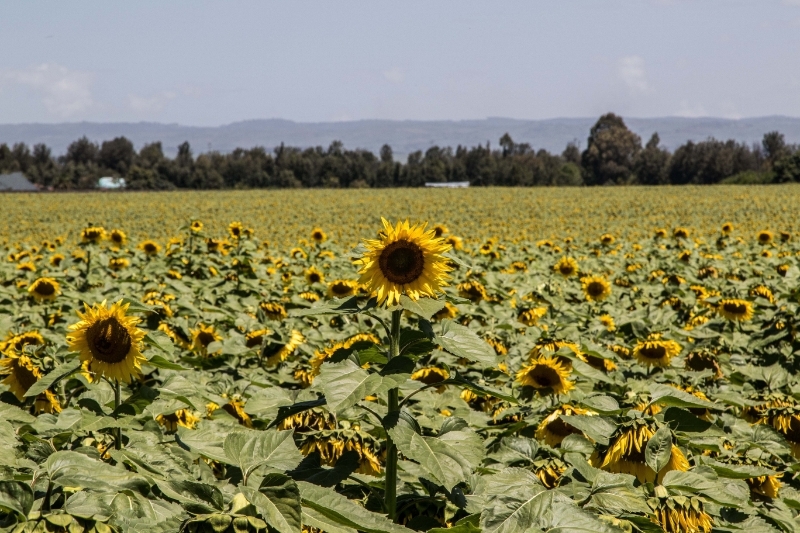 Champ de tournesol à Nakuru, au Kenya.